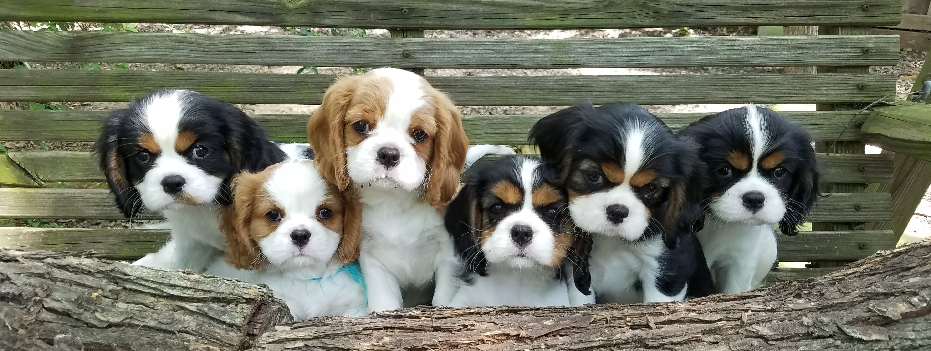 6 Cool Facts About Cavalier King Charles Spaniels